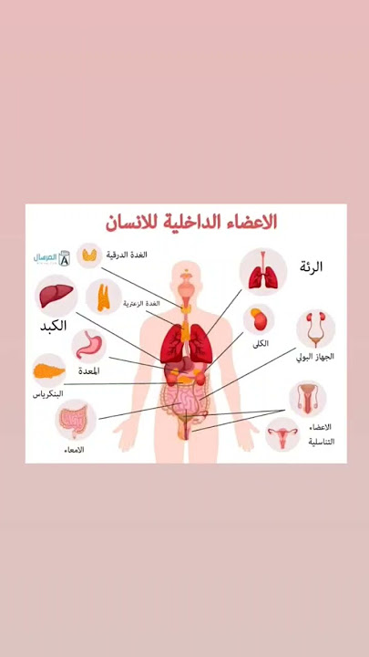 ☝️☝️الأعضاء الداخلية لجسم الإنسان #طبيب_سوريا #dr_mohamad_loay #الأسعافات_الاوليه #الجلطه