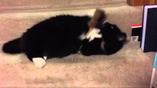 Hanky-Panky The Wonder Cat, Episode 6 Cat Vs Catnip