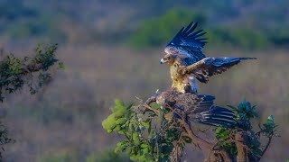 Eagles mating until feathers fly