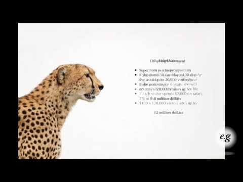 How Much Is a Wild Cheetah Worth - YouTube