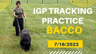 IGP tracking with CANE CORSO Bacco #canecorso #dogtraining #dog by Ivy League Cane Corso Kennel 1,920 views 9 months ago 3 minutes, 46 seconds