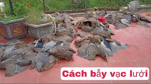 Cách Bẫy Vạc bằng Lưới hiệu quả/ Anh em tham khảo lưới bẫy vạc