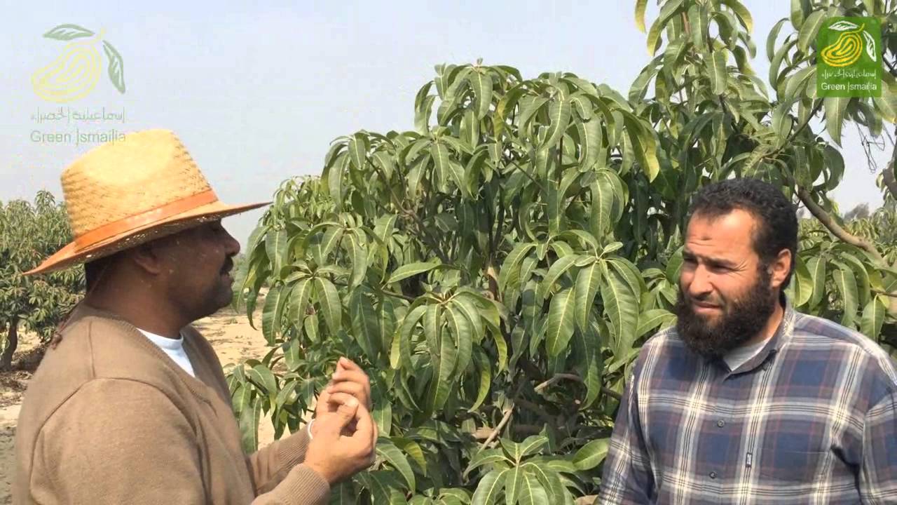 م. حسن علي حسين ... الري اثناء فترة التزهير في المانجو