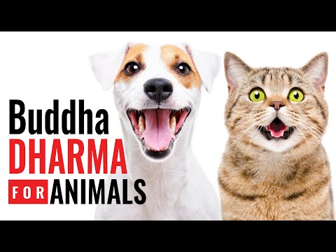 Dogs and Cats Who Love Buddha: Doggy and Kitty Dharma, including Medicine Buddha Mantra Chanting