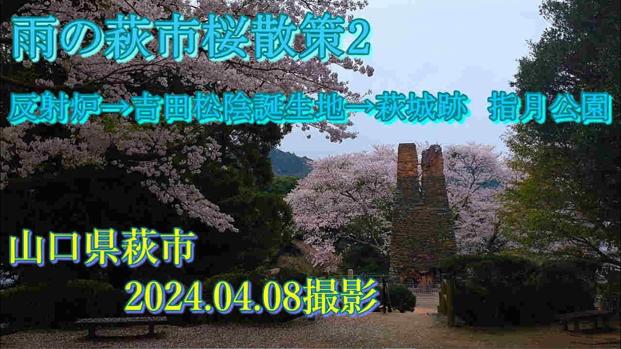 雨の萩市桜散策2　2024.04.08撮影