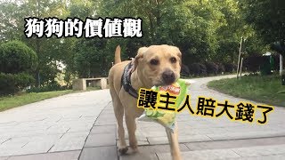 The dog took the owner's valuables to the store for potato chips, and the store made a big profit!