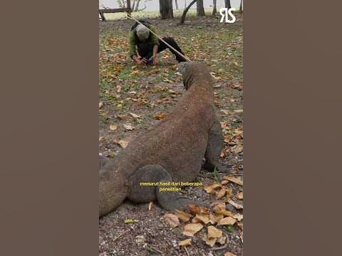 Alasan kenapa komodo hanya ada di indonesia #fakta #hewan #komodo - YouTube