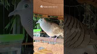Zebra Dove call Bird sounds for relaxations 85 #birds #birdsounds #birdsoundscape #birdsong #animals screenshot 3
