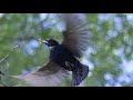 Скворец. Sturnus vulgaris.