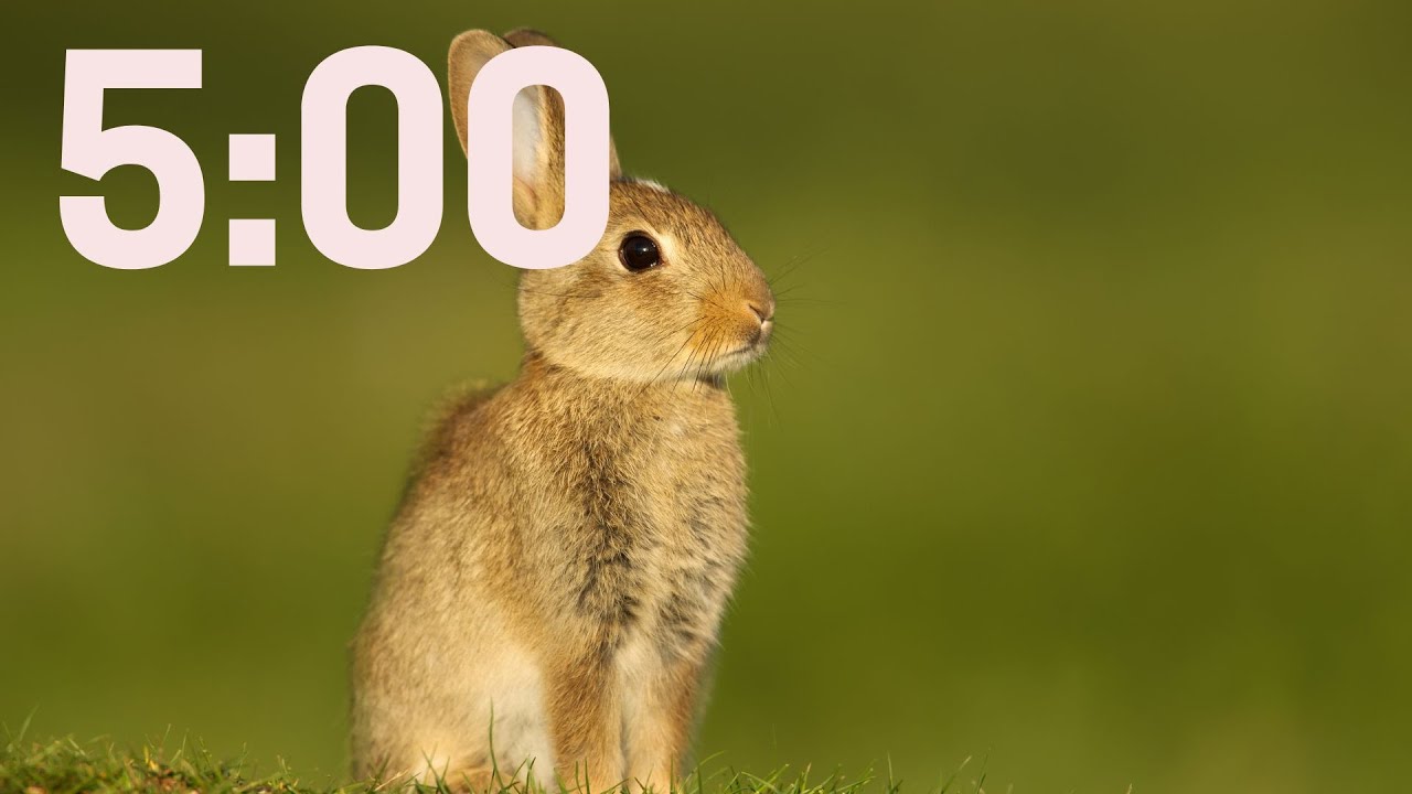 5 Minute Rabbit Timer with Nature Sounds - YouTube
