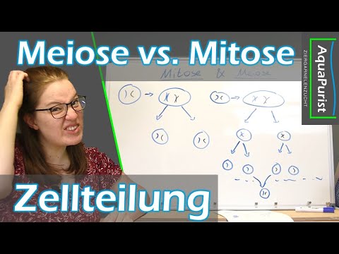Video: Ist Klonen Mitose oder Meiose?