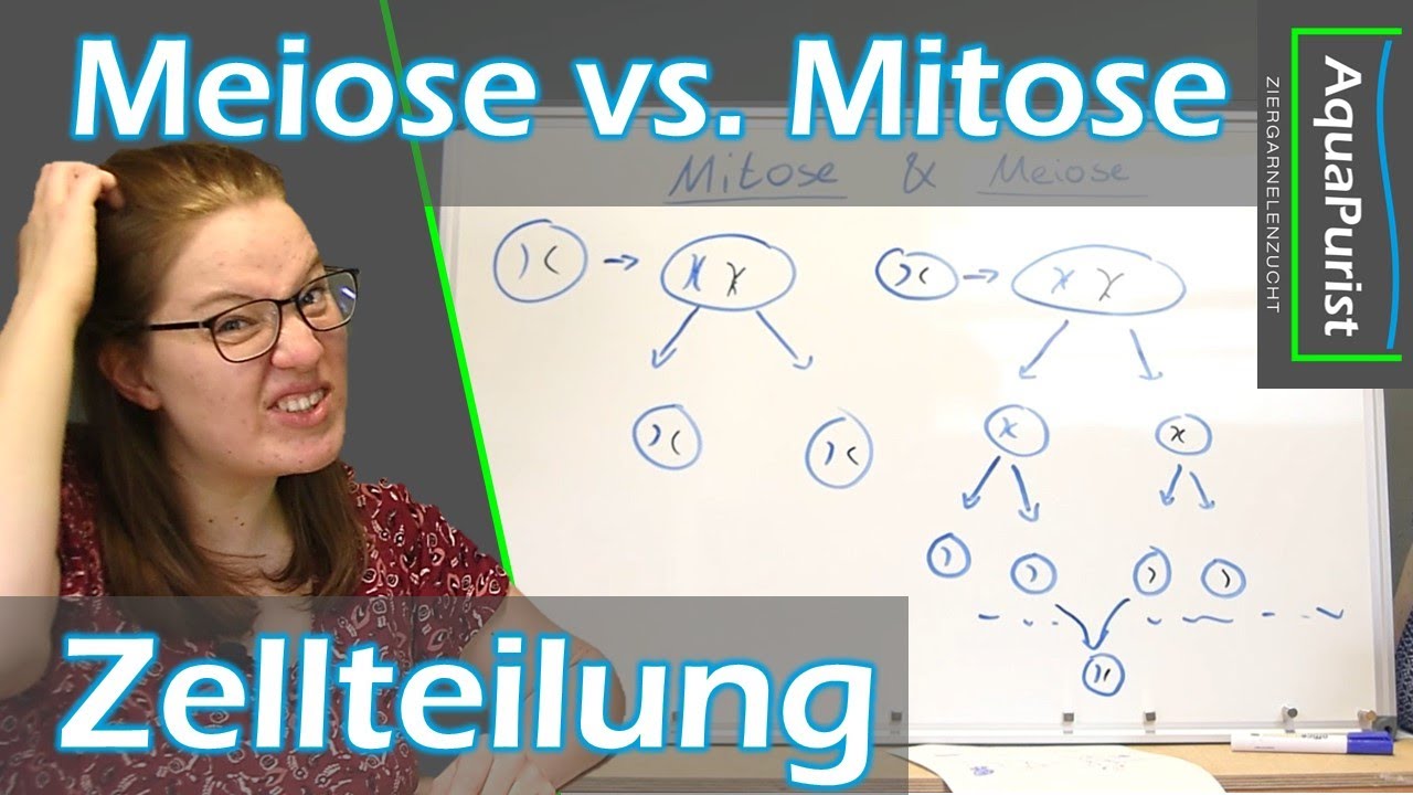 Was Ist Der Unterschied Zwischen Meiose Und Mitose Was ist der Unterschied zwischen Meiose und Mitose? Und wofür braucht