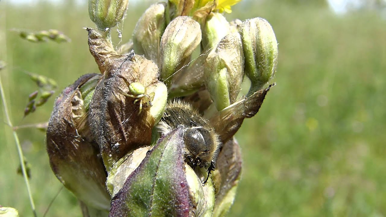 Coleotteri e Ragno - Beetles and Spider