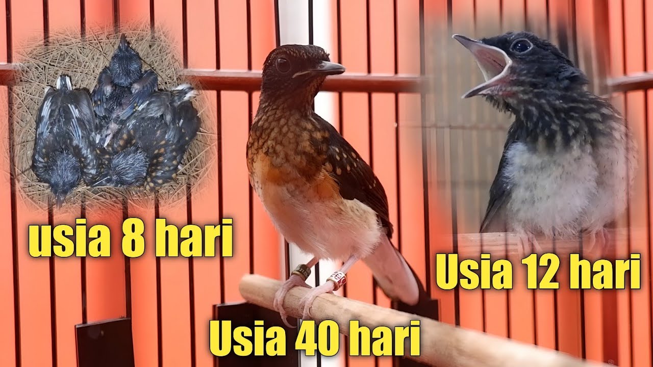 PANEN ANAKAN MURAI BATU RAWON BIRU DI SUMBER REZEKI BF ‼️