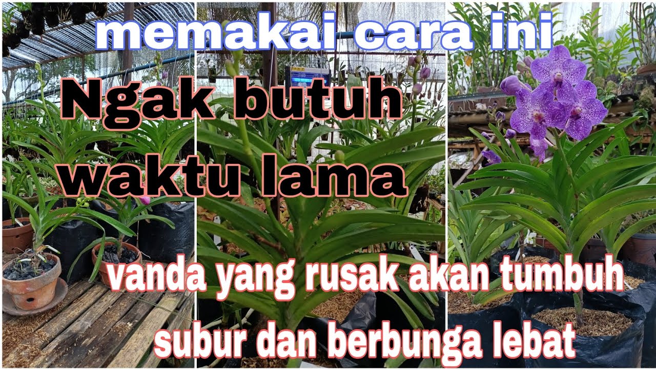 Cara penanaman Vanda Hybrid  dengan media tanam arang dan scam fermentasi,bunga jadi lebat.