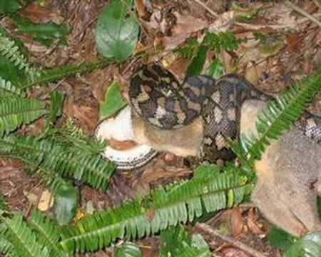 Carpet Snake eats large possum
