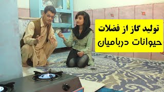 تولید گاز از فضلات حیوانات دربامیان