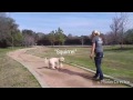 Dog Training - off leash, teaching your dog to come when called Dog Training - off leash, teaching your dog to come when called