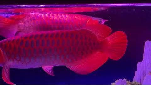 Ghép đôi thành công 2 chú Huyết long siêu đẹp.