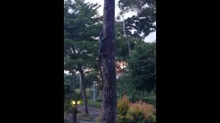 Monitor Lizard Climbing A Tree