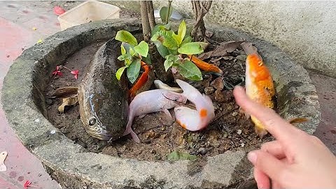 Vui học cùng bé-Giải cứu cá sộp khổng lồ,cá koi màu đỏ,trắng,vàng,đen mắc cạn ở gốc cây thành công