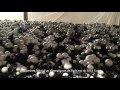 Visite de lentreprise stadler production de champignons de paris avec cdric stadler directeur