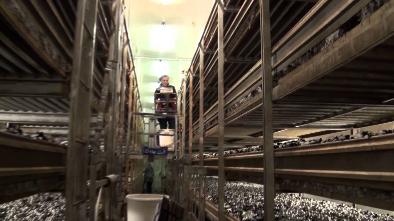 Visite de l’entreprise Stadler, production de champignons de Paris avec Cédric Stadler, directeur