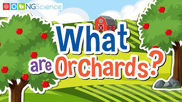 What are Orchards?