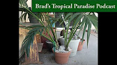 How to pot up colocasia, palms and taking softwood cuttings.