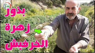 بذور زهرة الخرفيش milk thistle