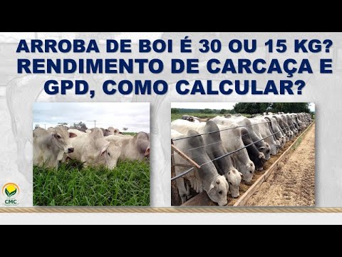 ARROBA DE BOI É 30 OU 15 KG? RENDIMENTO DE CARCAÇA E GPD, COMO CALCULAR ...