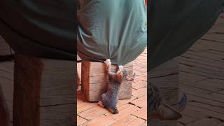 Cutest kitten #manxcat #cuteanimal #shortvideo #viral #viralvideo #viralshorts #shorts