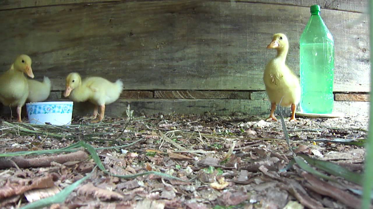 Como sair fallen saga ordem  em 5 dias