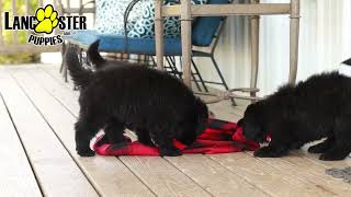 Playful Newfoundland Puppies