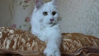 Ангел - очаровательная молодая кошка мейн-кун 1 год Maine Coon (Animal Breed) Ангел - очаровательная молодая кошка мейн-кун 1 год Maine Coon (Animal Breed)
