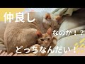 踊って、戦って、寝ます