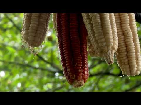 \"კოტიკოს თოფი რად უნდა\" • #ჩვენიკვარტეტი(ქუთაისი)