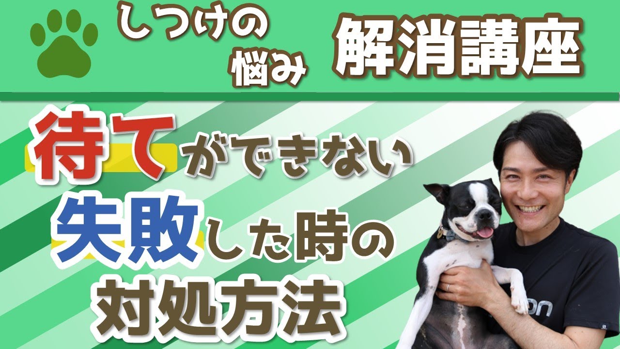 犬の待ての教え方【犬のしつけ】こんな時はどうするの？？待て中に動いてしまう時の練習法は？～ボストンテリア