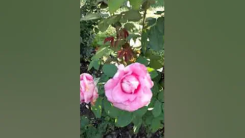 Jasper Crane Rose Garden