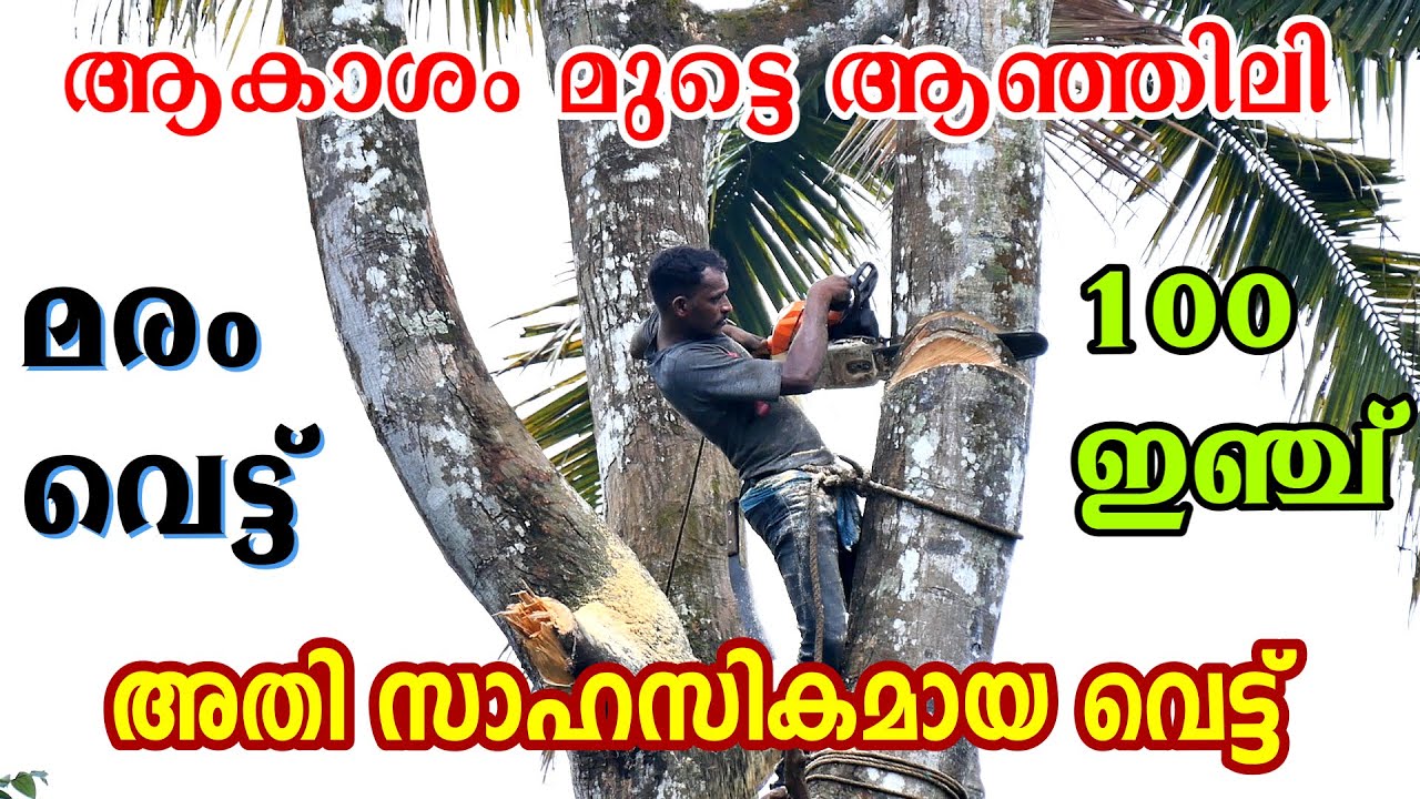 സാഹസികമായ ആഞ്ഞിലി മരം വെട്ട് | Very adventurous Wild Jackfruit tree cutting #treecutting