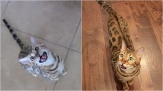 Hungry Bengal Kitty  - 6 Yrs Later