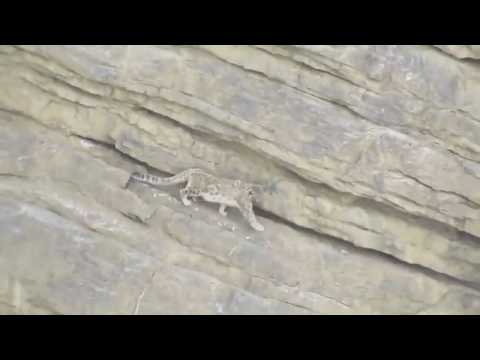 Snow Leopard falls down from cliff: even the mighty can falter