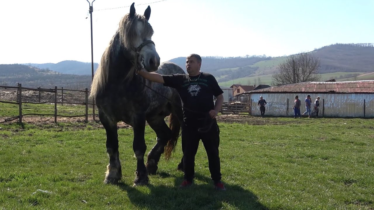 Caii lui Pancica 2021