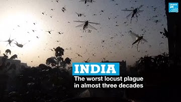 In India, the worst locust plague in almost three decades