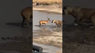 THE LION ATTACK FAILED INSTANTLY 😨🦁 #lion #predator