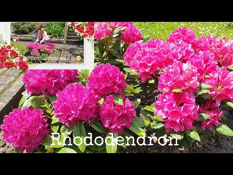 วีดีโอ: Rhododendrons ที่ไม่ออกดอก - วิธีทำให้ Rhododendron บาน