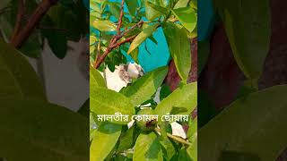 #Greencanopy #Greenlife #GreenFuture #Environment #RoofTopBotanic 🌳🌹