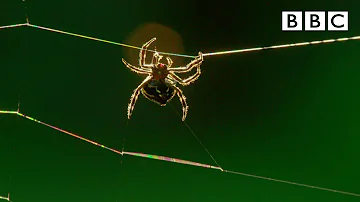Amazing spider baffles scientists with huge web | The Hunt - BBC
