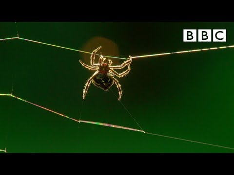 Video: How A Spider Spins A Web