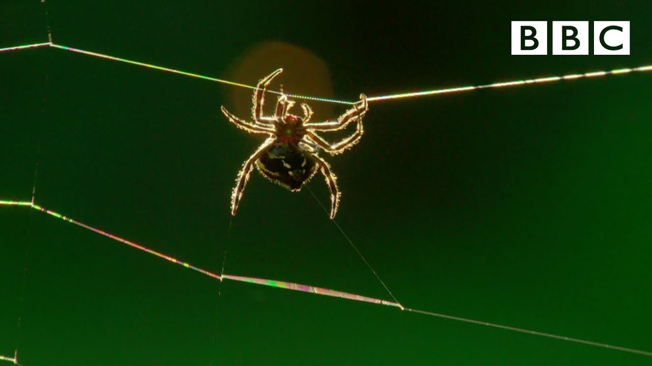Amazing Darwin's Bark spider spins a massive web  The Hunt: Episode 1 preview